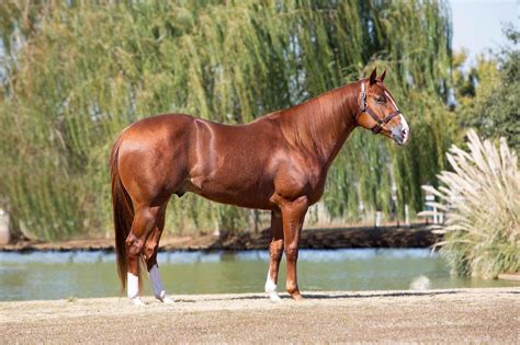 Freckles Ta Fame Stallions Pink Buckle