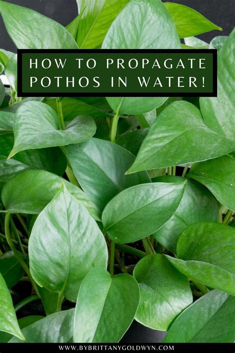 How To Propagate Pothos Plantsnever Buy Another Pothos In 2021 How To Propagate How To