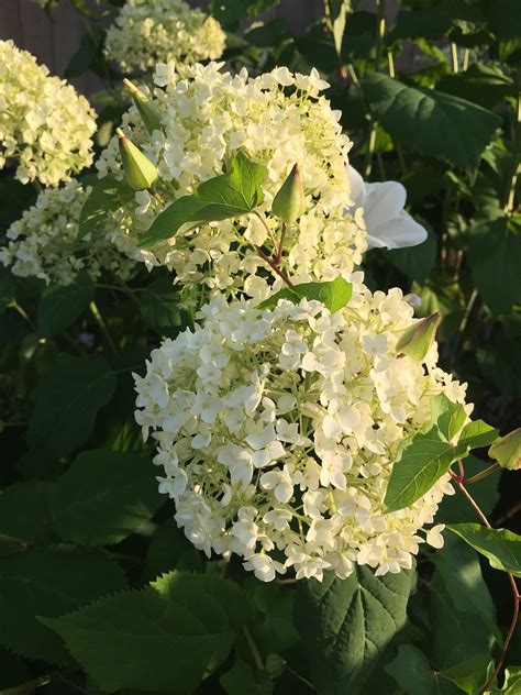 Hydrangea Flowers Shrub Free Photo On Pixabay Pixabay