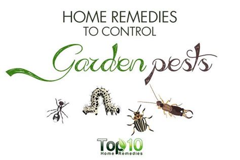 Home Remedies to Control Garden Pests | Top 10 Home Remedies