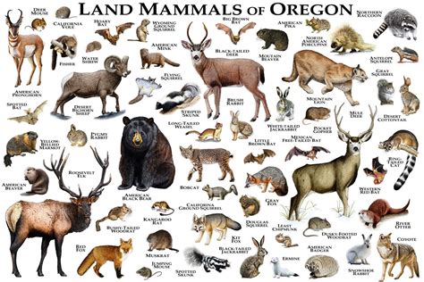 Mammals Of Oregon Print - Oregon Mammals Field Guide - Animals Of ...