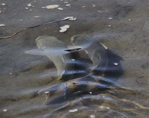 Striped Mullet | Nature Collective