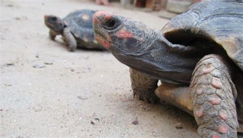 Tortuga Morrocoy Características Hábitat Vida Y Mucho Más