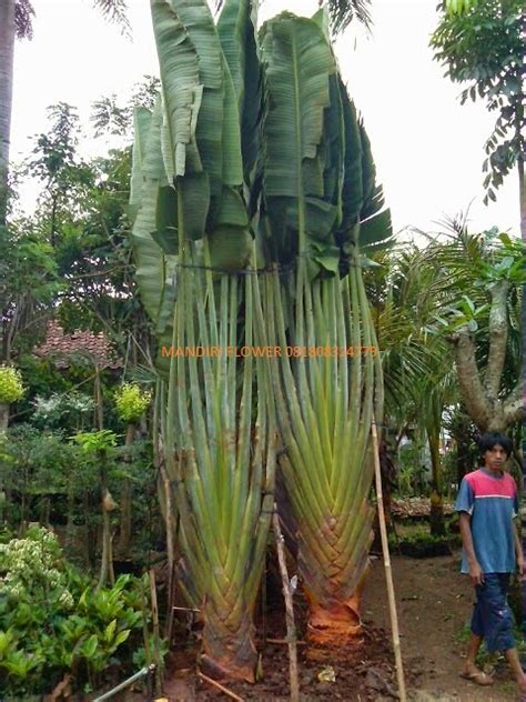 Pohon Pisang Kipas Bibit Pohon Pisang Kias Jual Aneka Tanaman Pisang