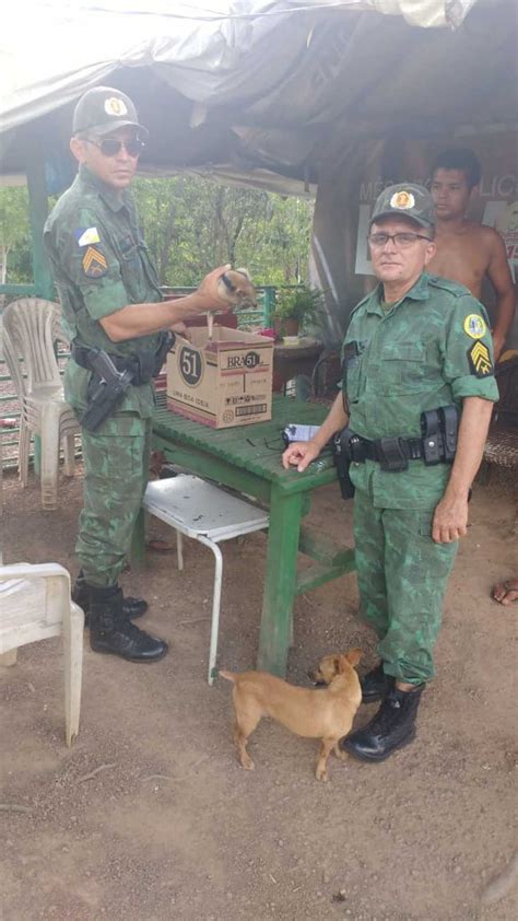 Batalh O Ambiental Da Pm Apreende Animais Silvestres Em Tr S Cidades Do