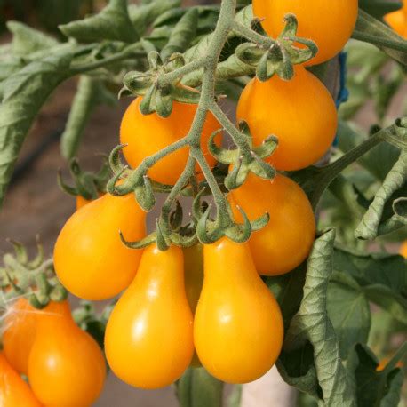 Plant De Tomate Cerise Poire Jaune Hauteur Cm En Pot De L