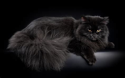 Siberian forest cat black