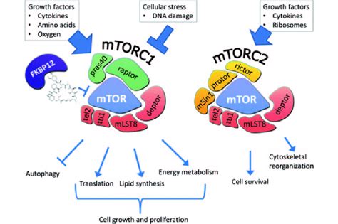 Mtorc And Mtorc The Mtorc Complex Consists Of Mtor Pras