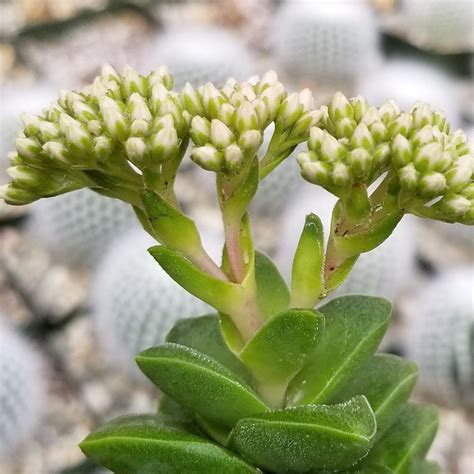 Crassula ‘springtime’ Easy Care Succulent Planet Desert