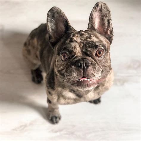 What Makes Merle French Bulldogs So Unique? The Genetics Behind the Spots [With Photos] - Rocky ...