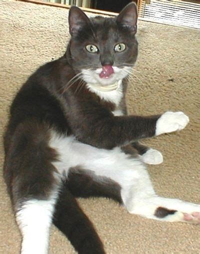 Tuxedo Cat Facts And Personality Tuxedo Cat Breed Cat Facts Tuxedo