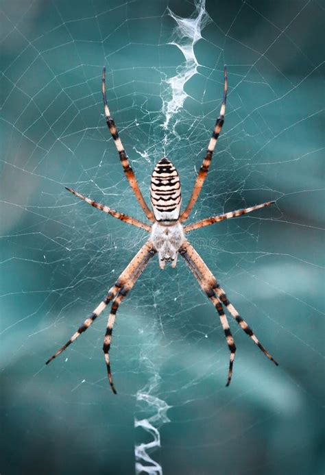 Aranha Da Vespa No Web Foto De Stock Imagem De Inseto