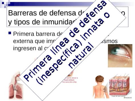 Ppt Barreras De Defensa Del Organismo Y Tipos De Inmunidad Primera