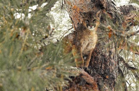 Colorado Parks and Wildlife (CPW) Mountain Lion Study - Colorado ...