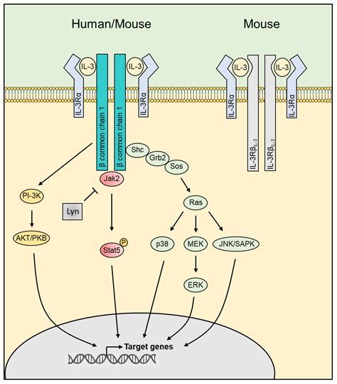 Frontiers Il 3 Key Orchestrator Of Inflammation