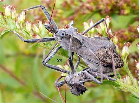 Wheel Bugs Mating Project Noah