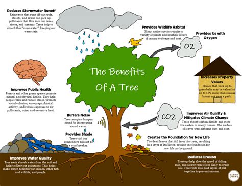 The Benefits Of A Tree Earthcorps