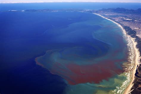 5 Year Study Dives Into Red Tide Mysteries Beach Trip Magical Places