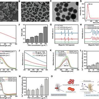 Characterization Of PDA NPs A Scanning Electron Microscopy SEM