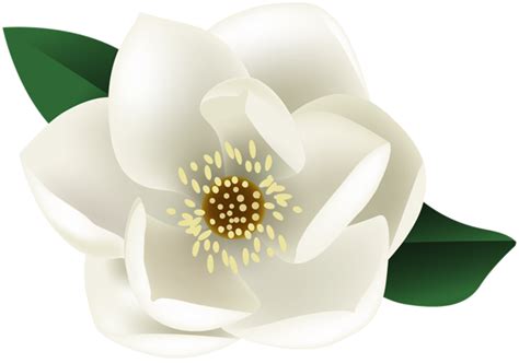 White Magnolia Flower PNG Clip Art Image | Magnolia flower, White ...