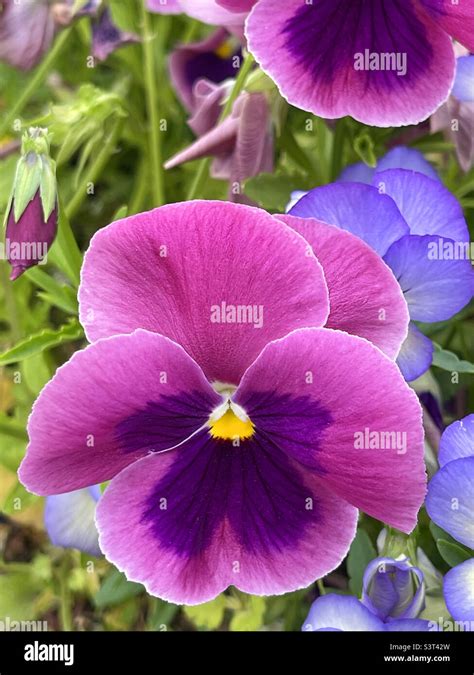 Purple Pansy Flower Stock Photo Alamy