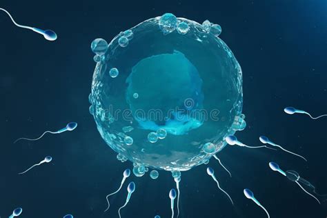 Conception Egg Sperm And Sex Stock Illustration Illustration Of