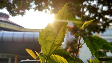 Free Images Tree Nature Branch Light Stem Sunlight Leaf Flower