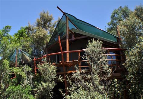 Tree House In South Africa Glamping Resort Treetops South Afirca