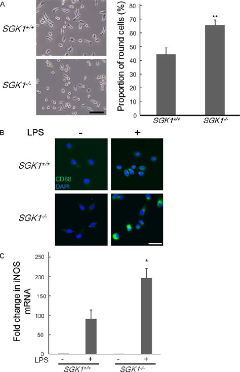 Figure From Potential Implication Of Sgk Dependent Activity Change