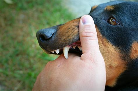 Lei sobre regras para tutores de cães perigosos é sancionada em Joinville