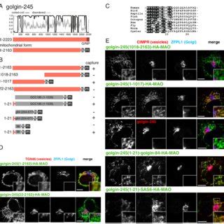 Mapping The Vesicle Capturing Activity Of Tmf A Schematic Diagram Of