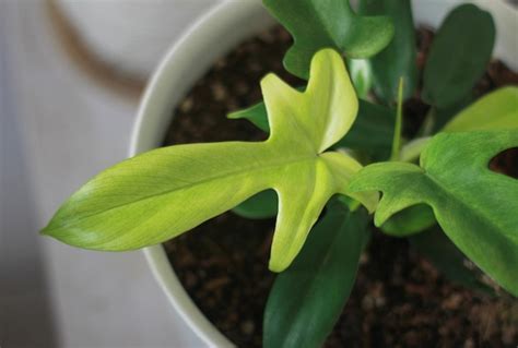 Premium Photo Philodendron Florida Ghost Mint Leaves