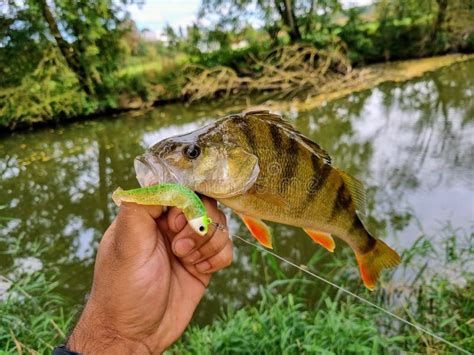 Perch Fishing On The River Jagst Stock Photo Image Of Fresh Bait