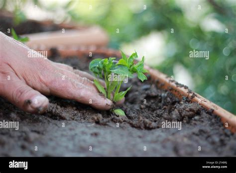 Plant Saplings Hi Res Stock Photography And Images Alamy