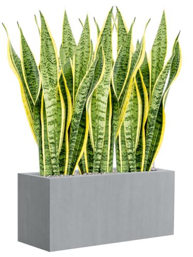 Sansevieria Trifasciata Laurentii Donica Argento System