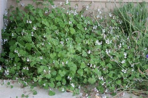 Pelargonium fragrans