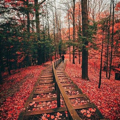 Bosque Rojo Canada Photography Earth Pictures Canada Photos