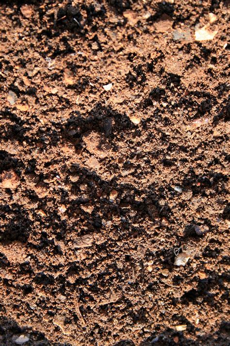 Sandy Soil Free Stock Photo - Public Domain Pictures