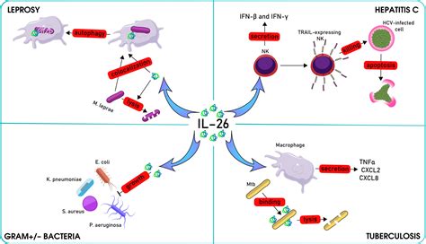 A Comprehensive Review Of IL26 To Pave A New Way For A Profound