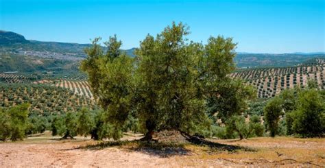 Mediterranean Climate Characteristics Subtypes And Flora