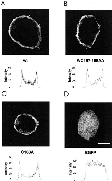 Subcellular Distribution Of Wild Type And Mutant P2x 7 Subunits A