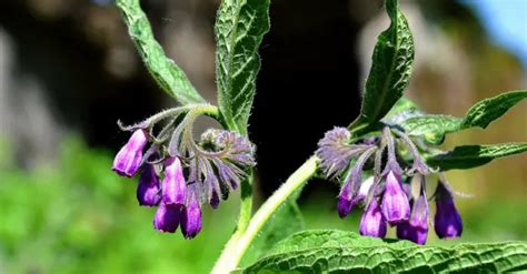 Comfrey The Knit Bone Herb