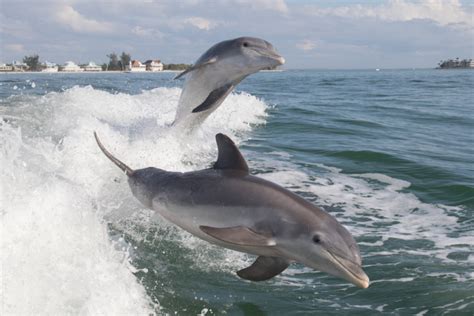 Visit Flipper on These Florida Dolphin Tours - Shoreline Island Resort