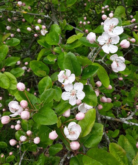 Malus Angustifolia Trees And Shrubs Online