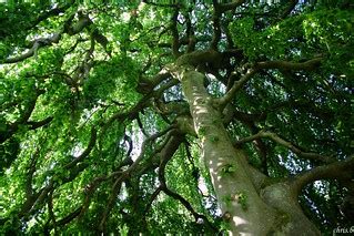 Arbre recouvert de feuilles En haute définition sur f Flickr