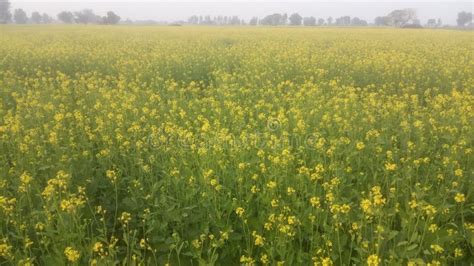 Indian Field Mustard Crop stock image. Image of agriculture - 205862215