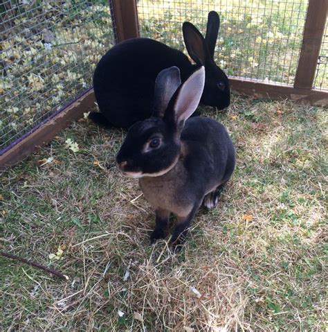 Nova a Black Otter Mini Rex, in foreground and Daphne a Black Mini Rex ...