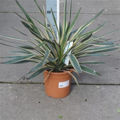 Palmlelie Yucca Gloriosa Variegata