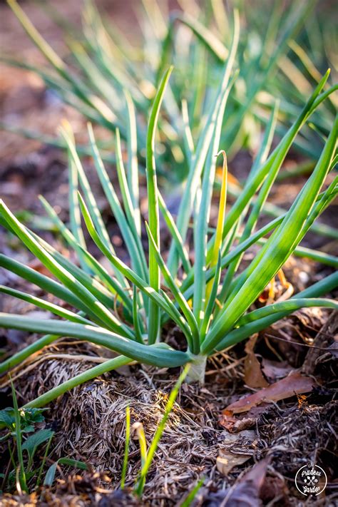 Fast Growing Vegetables That Just Take 15 Days To Harvest