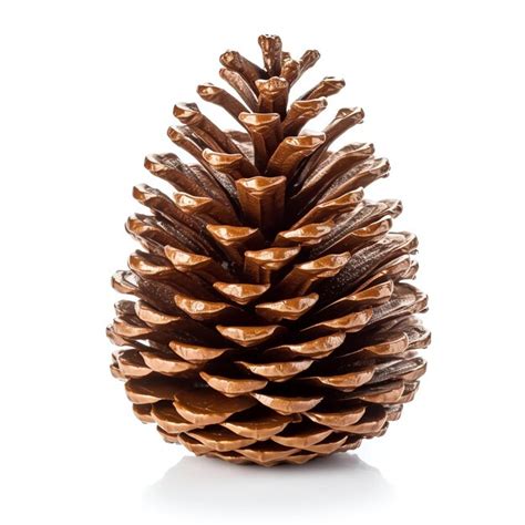 Premium Photo A Brown Pinecone On A White Background